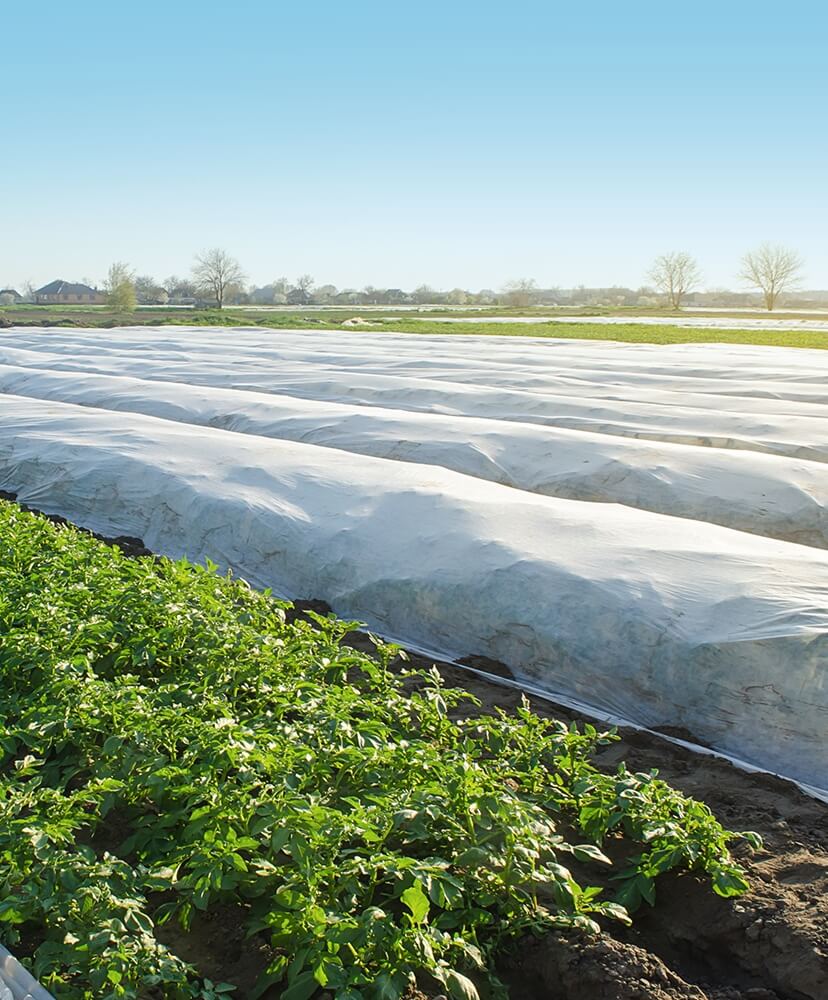 crops covered in white non-woven fabric in a farm