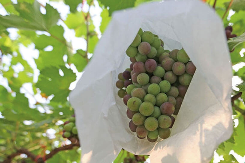 Fruit covered by agriculture white non-woven fabric pollination bag