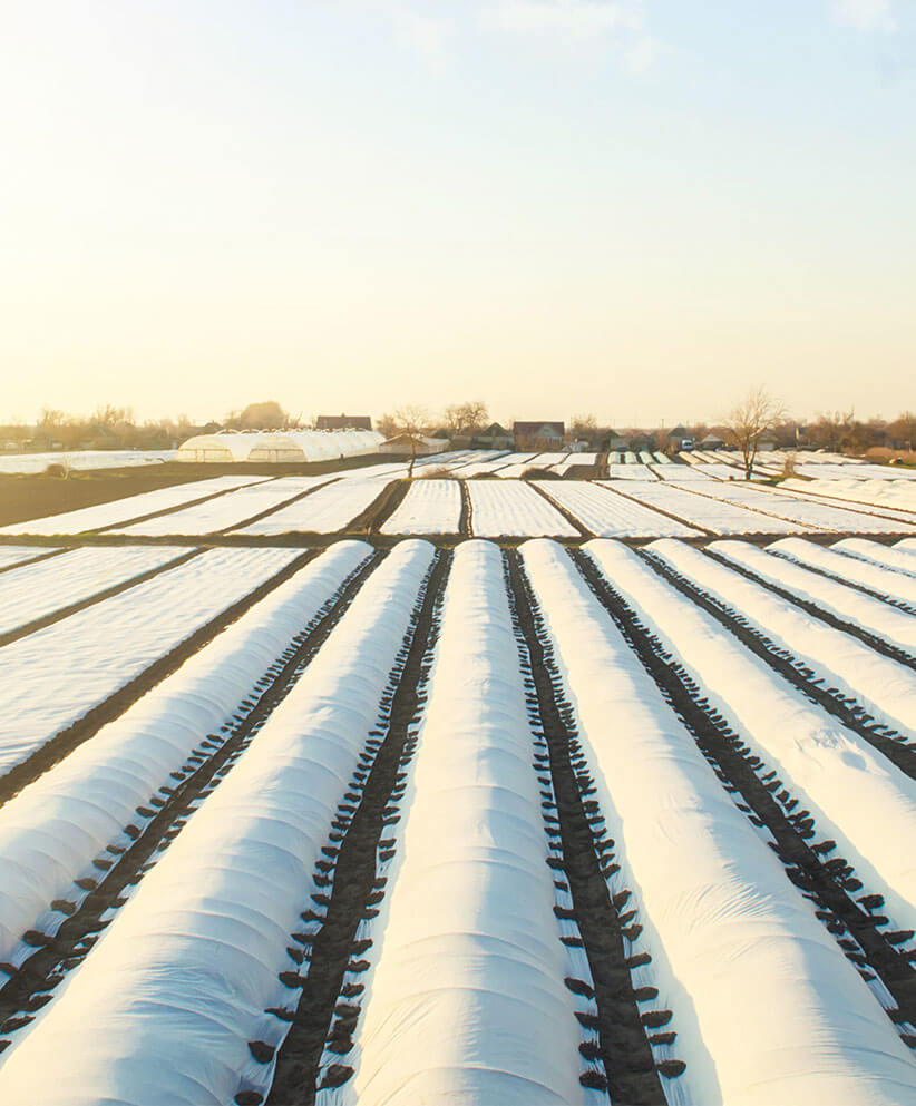 Crops covered in white sss Spunbond non-woven fabric on a farm