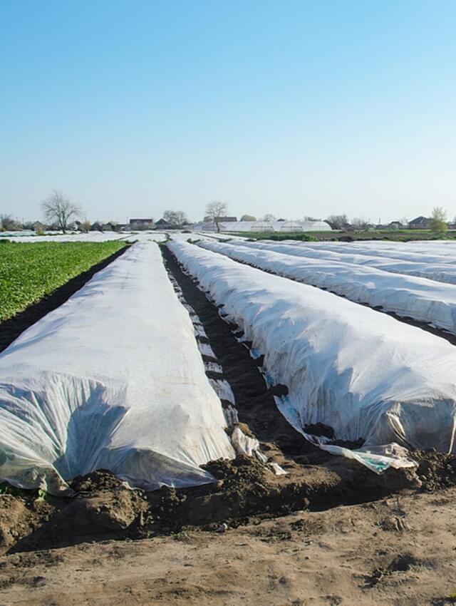 crops-covered-in-white-zeus-non-woven-fabric 