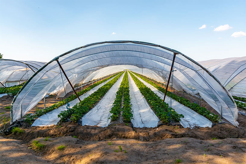 Protect crops with white high tunnel crop protector nonwoven fabric 