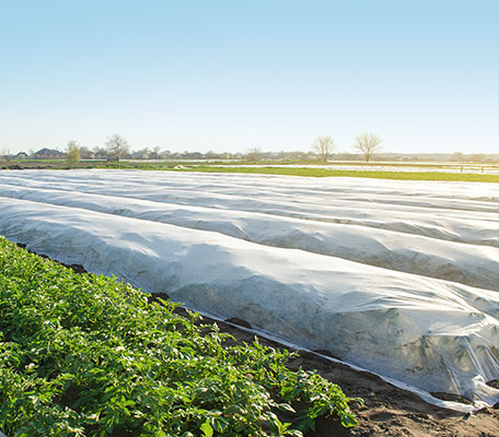 crops covered in white non-woven fabric in a farm 